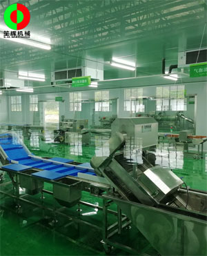 廣西蒙山標(biāo)準(zhǔn)化凈菜加工車(chē)間項(xiàng)目，毛菜加工車(chē)間順利完工！